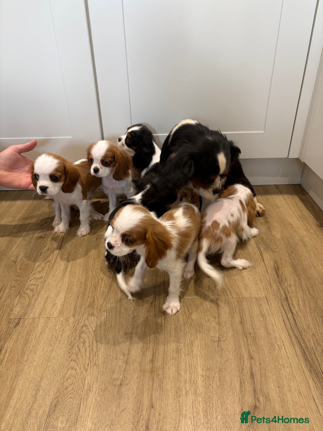 Cavalier King Charles Spaniel dogs for sale: Beautiful King Charles Cavalier puppies for sale  - Image 13