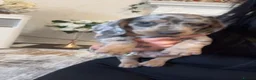 Miniature Dachshund dogs for sale: Beautiful Dapple Miniature Dachshund  in Stevenage - Advert 4