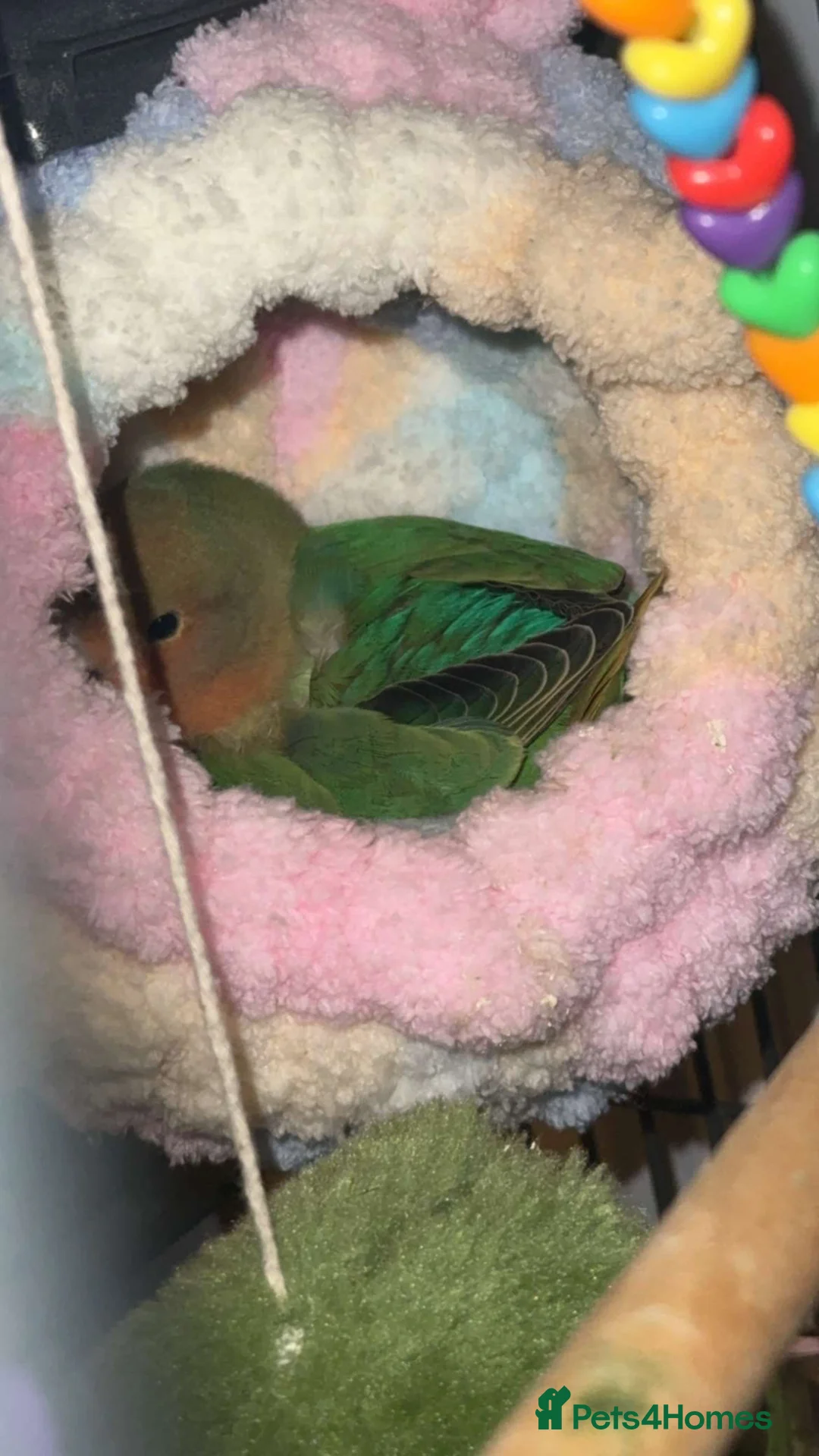 Lovebirds birds for sale: Love bird for sale  - Advert 4