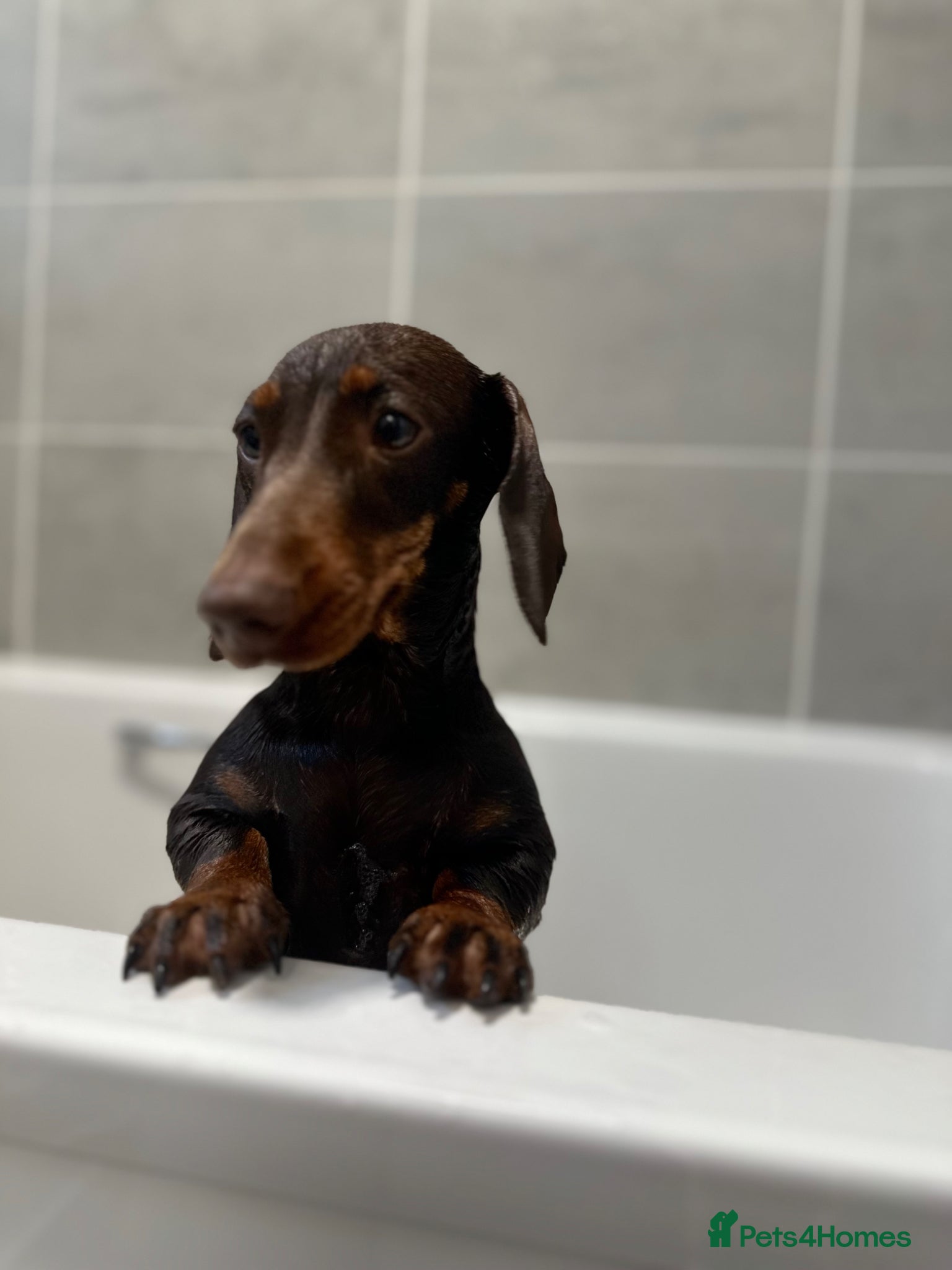 Miniature Dachshund dogs for sale: Miniature Dachshund (2 Year Old Female) - Advert 3