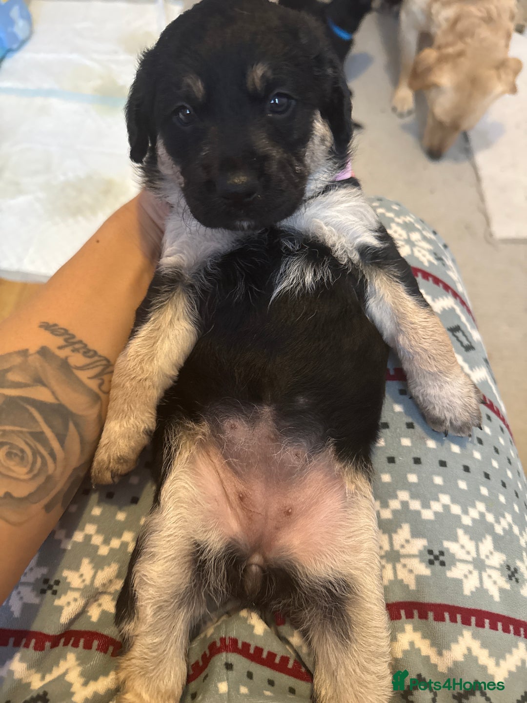 Goldador dogs for sale: Goldador x Labrottie Miniature Puppies for Sale - Advert 13