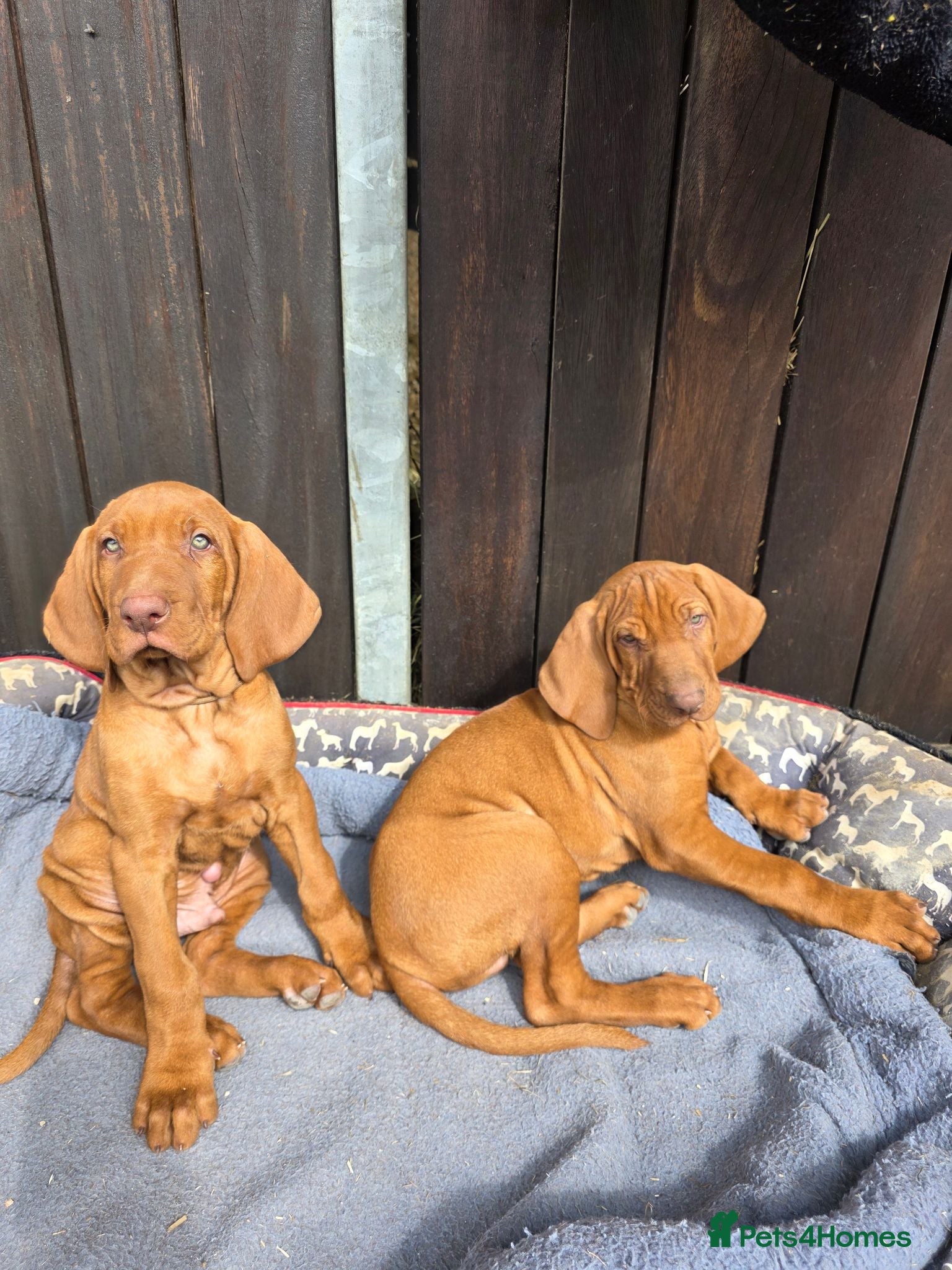 Hungarian Vizsla dogs KC Hungarian wire vizsla pups ready for collection - Advert 1