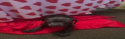 Cane Corso dogs for sale: Stunning litter - Advert 7