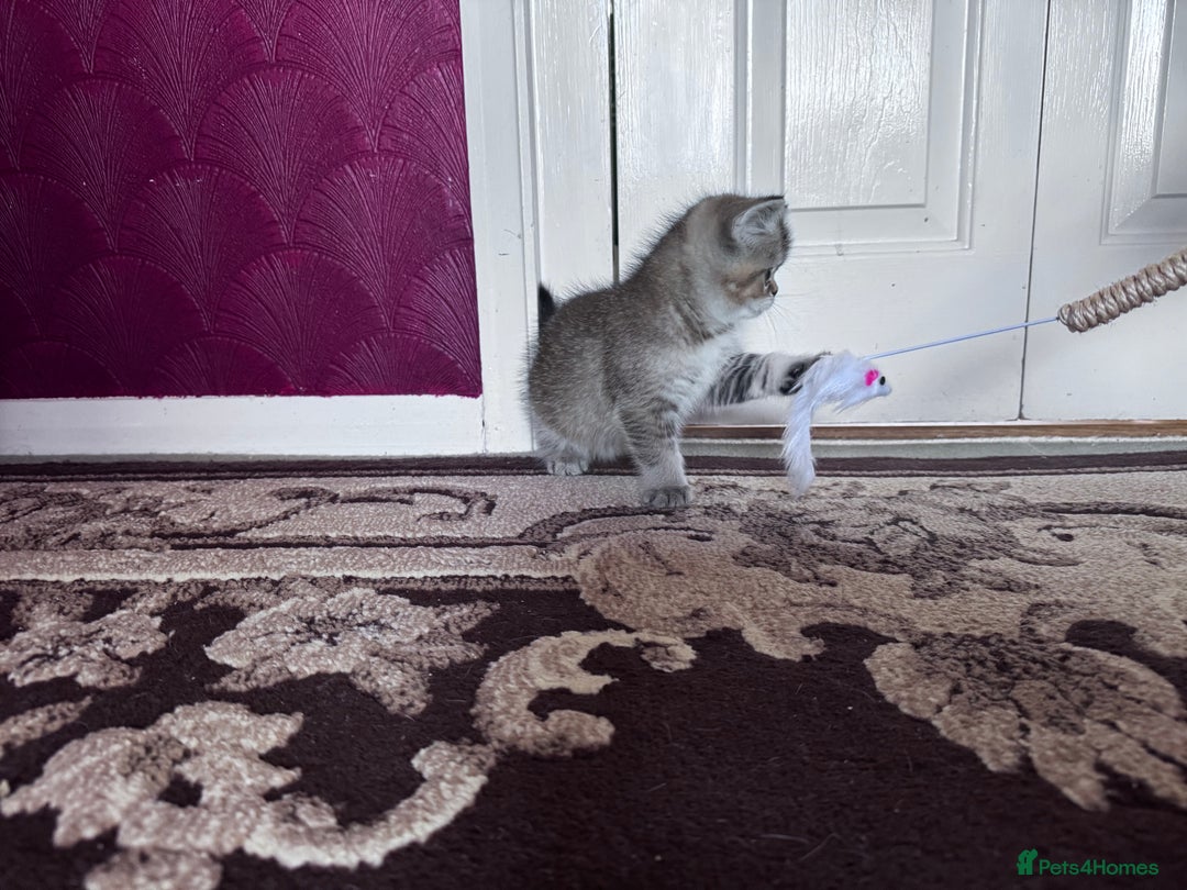 British Shorthair cats for sale: British Short Hair  - Advert 11