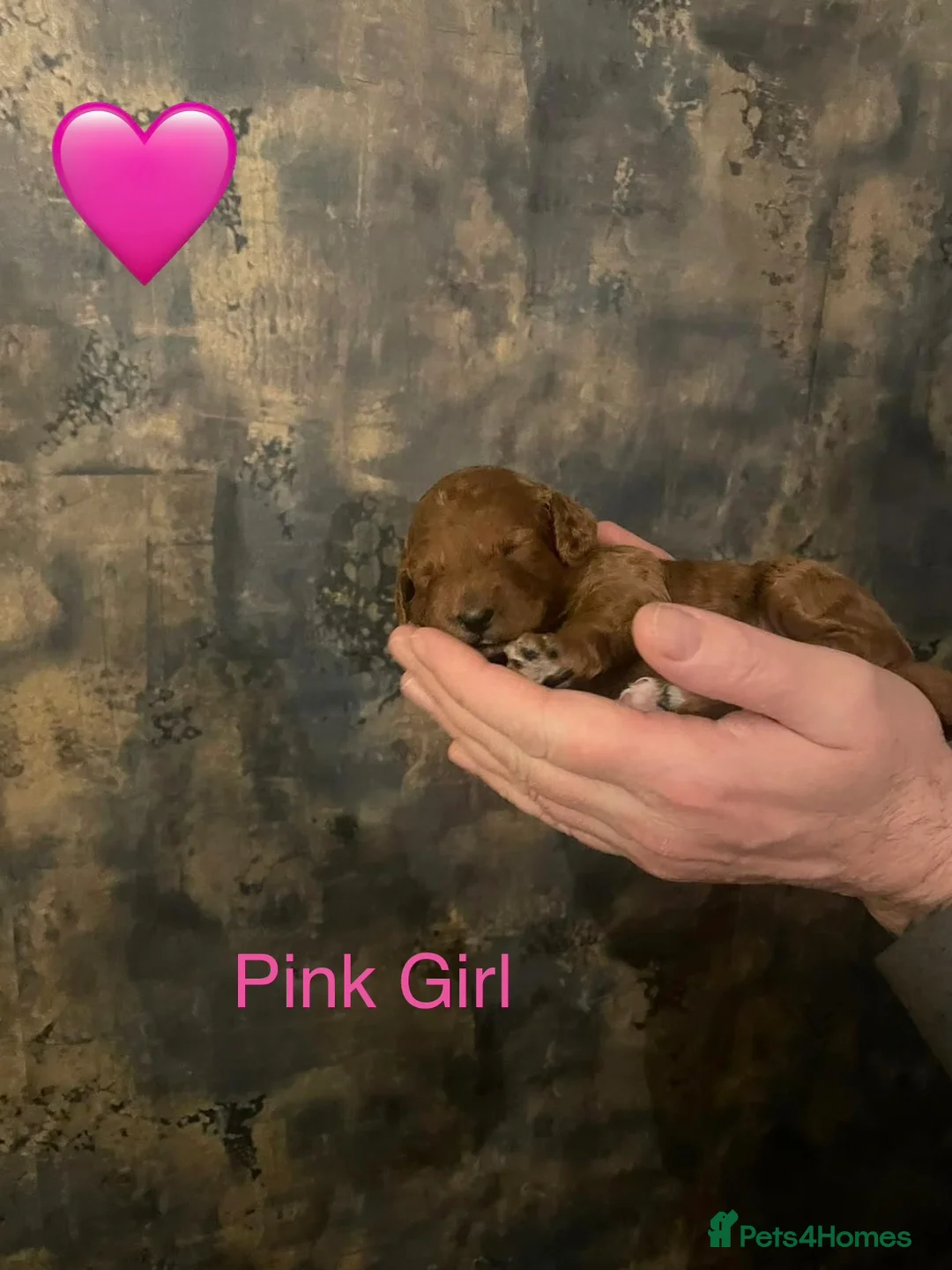 Cockapoo dogs for sale: 🐾Outstanding Health Checked Cockapoo puppies 🐶  - Advert 16