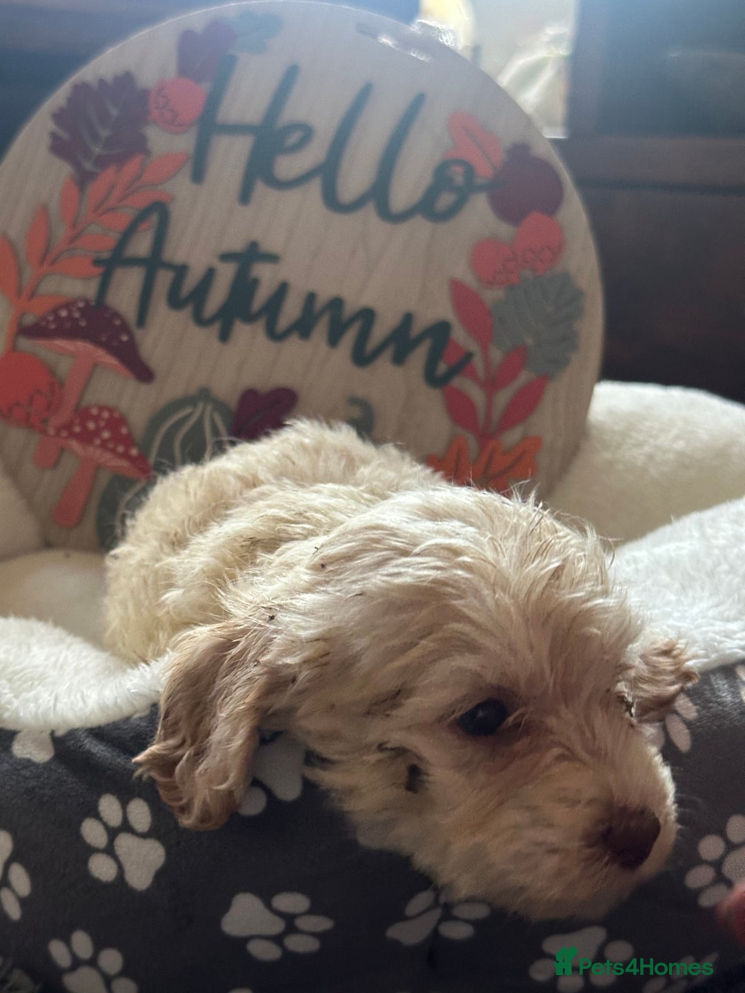 Cockapoo dogs for sale: F3 Cockapoo puppies. Prices do vary.  - Image 12