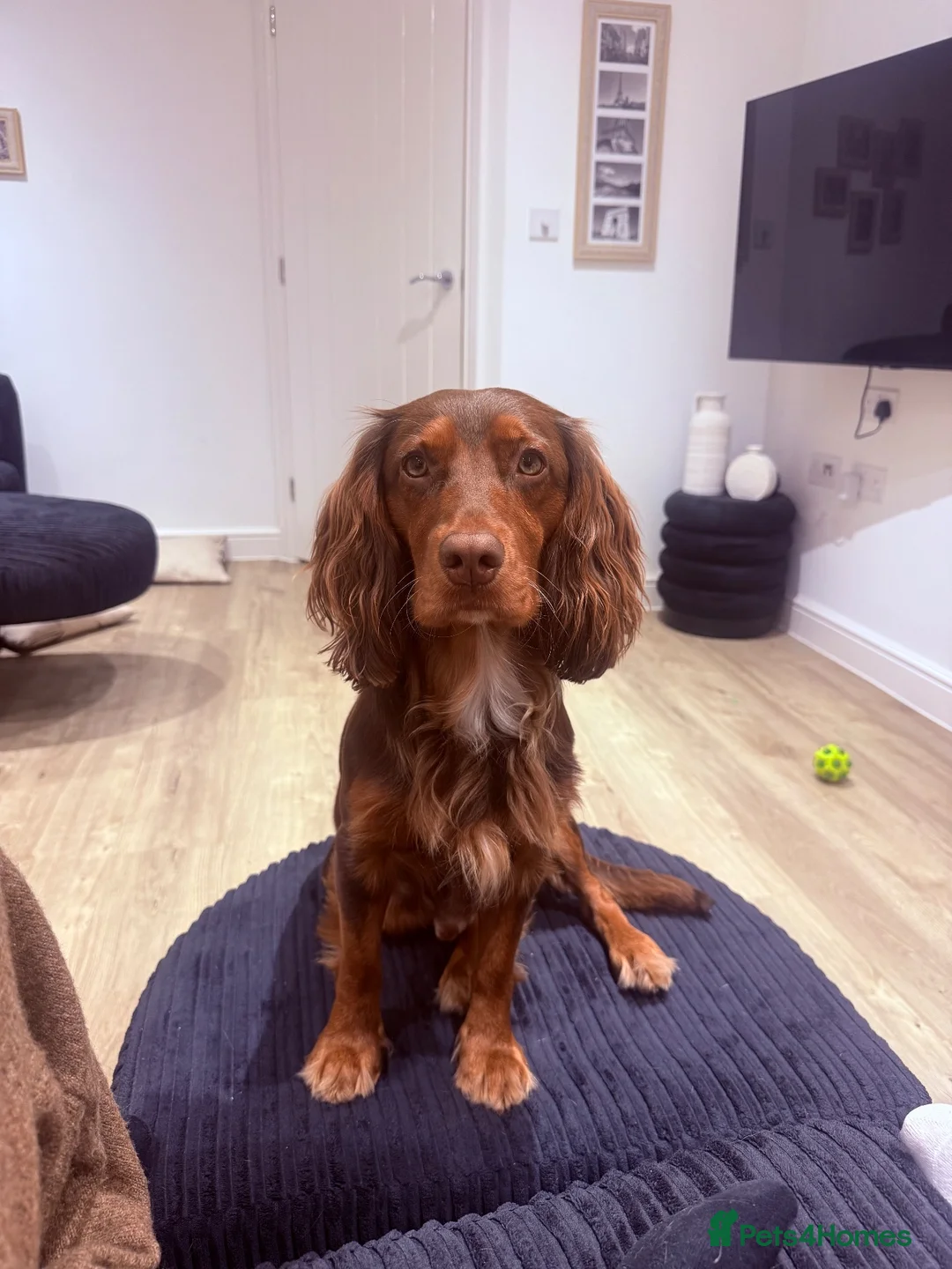 Cocker Spaniel dogs for stud: Gorgeous cocker spaniel stud  in Northampton - Advert 2