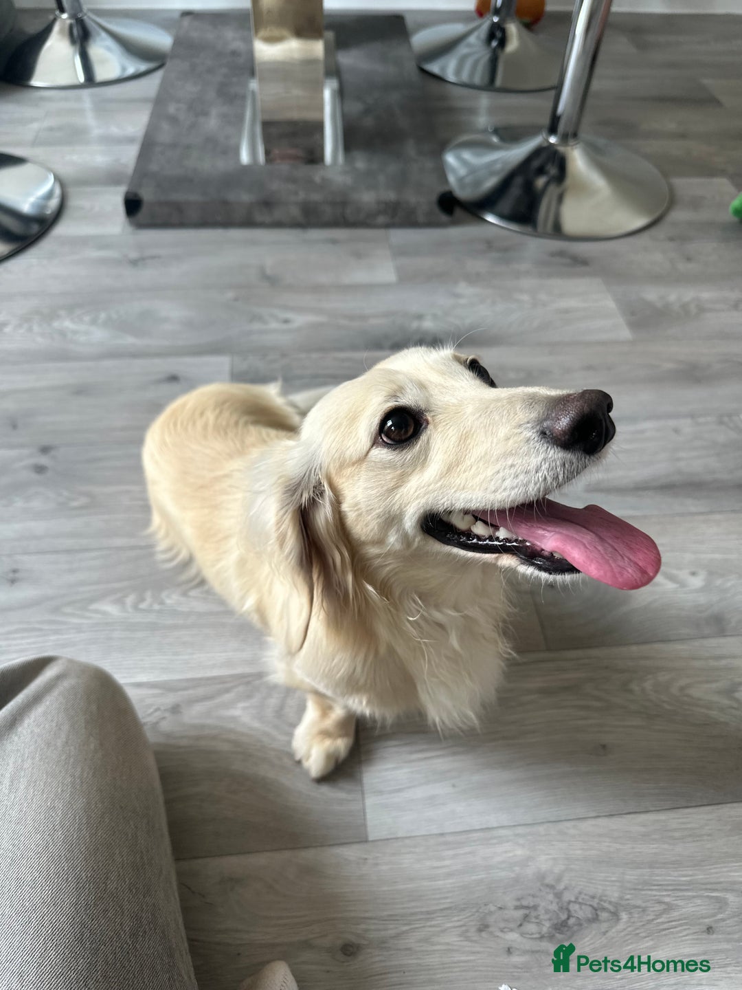 Miniature Dachshund dogs for stud: KC registered cream miniature dachshund for stud in Kidderminster - Advert 4