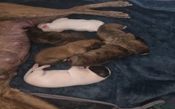 Mixed Breed dogs for sale: Pups ready around the 19th December  - Image 9