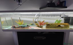 Axolotl reptiles for sale: Full Axolotl set up( Axolotl included ) - Image 3