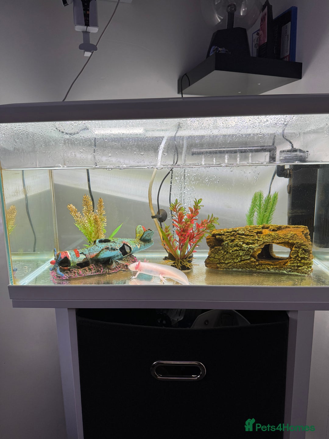 Axolotl reptiles for sale: Full Axolotl set up( Axolotl included ) - Image 3