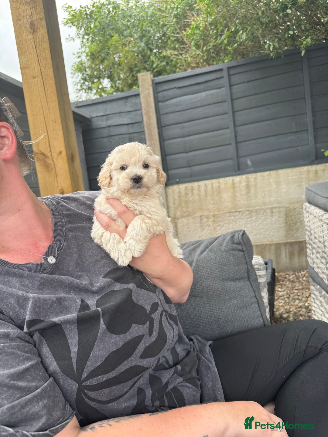 Maltipoo dogs for sale: Tiny Teddy bear maltipoo puppy - Image 17