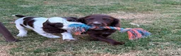 Cocker Spaniel dogs for sale: Working Cocker Spaniels - Advert 8