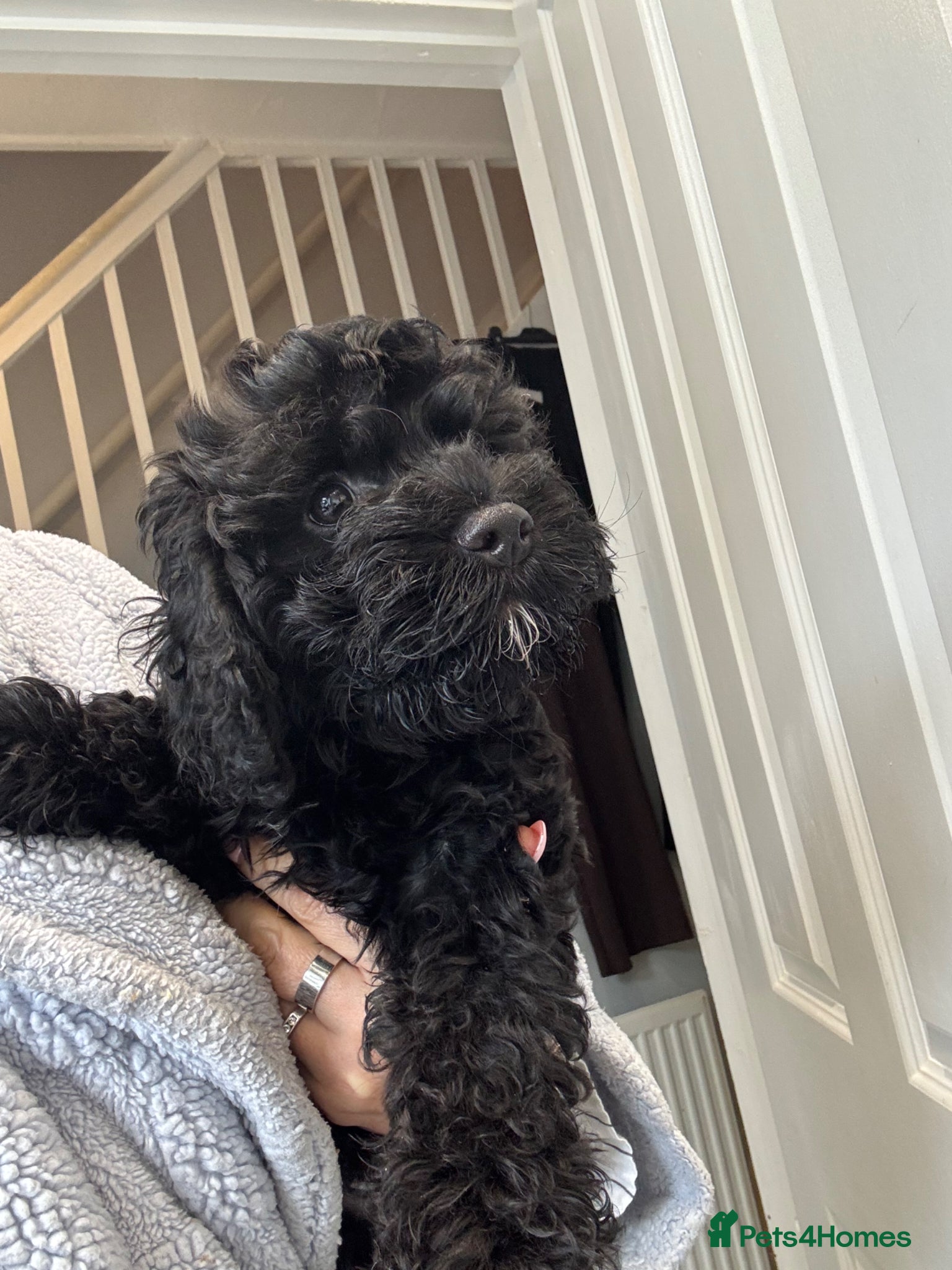 Cavapoo dogs Beautiful Cavapoo pups last 2 boys left! - Advert 2