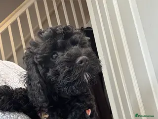 Cavapoo dogs Beautiful Cavapoo pups last 2 boys left! - Advert 2