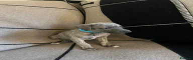 Whippet Puppy 3
