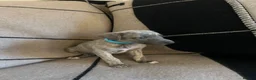 Whippet dogs for sale: Exceptional Puppies from health tested parents - Advert 11