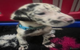 Great Dane dogs for sale: READY NOW PURE BRED GREAT DANE PUPPIES FOR SALE - Image 18