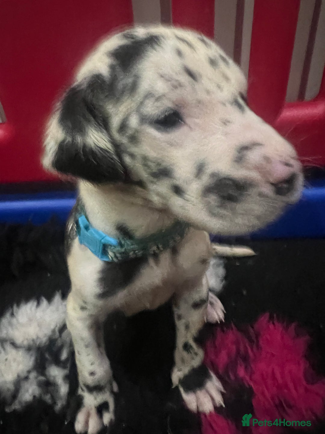 Great Dane dogs for sale: READY NOW PURE BRED GREAT DANE PUPPIES FOR SALE - Image 18