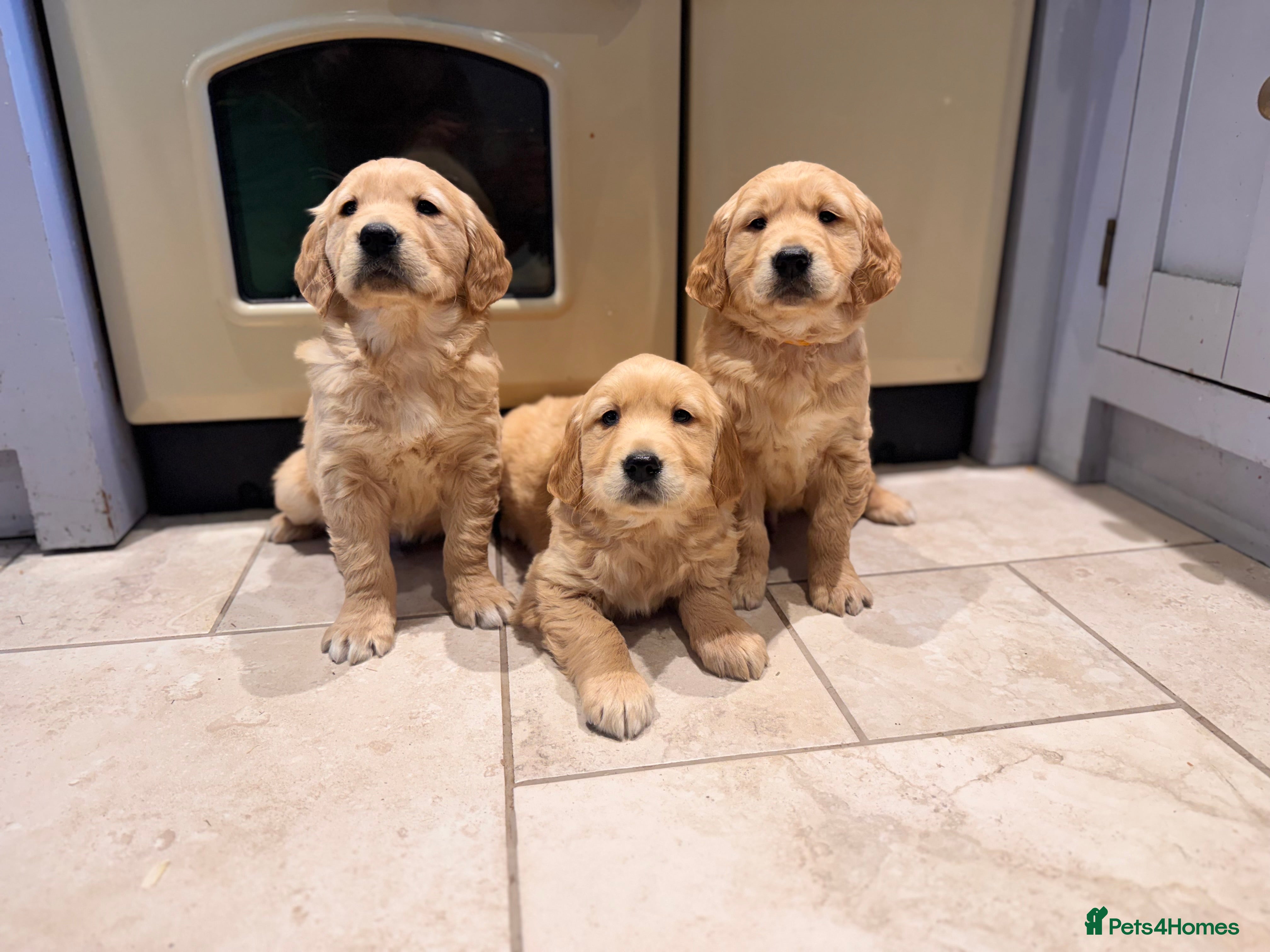 Golden Retriever dogs Beautiful KC Golden Retriever’s Health tested - Advert 6