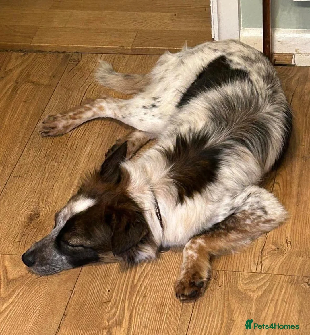 Mixed Breed dogs for adoption: Rescue Chance is looking for his “chance” - Advert 4