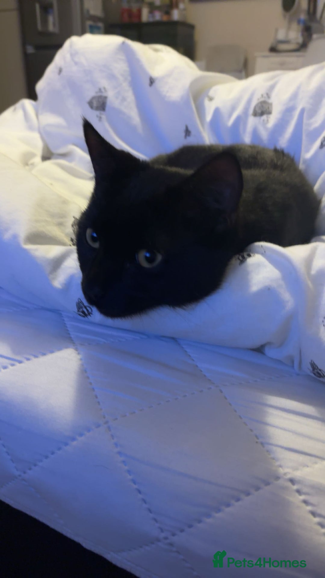 Mixed Breed cats for sale: Mr Kitty looking for a new home - Advert 1