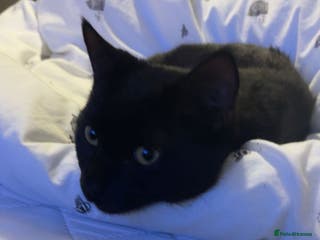 Mixed Breed cats Mr Kitty looking for a new home - Advert 1