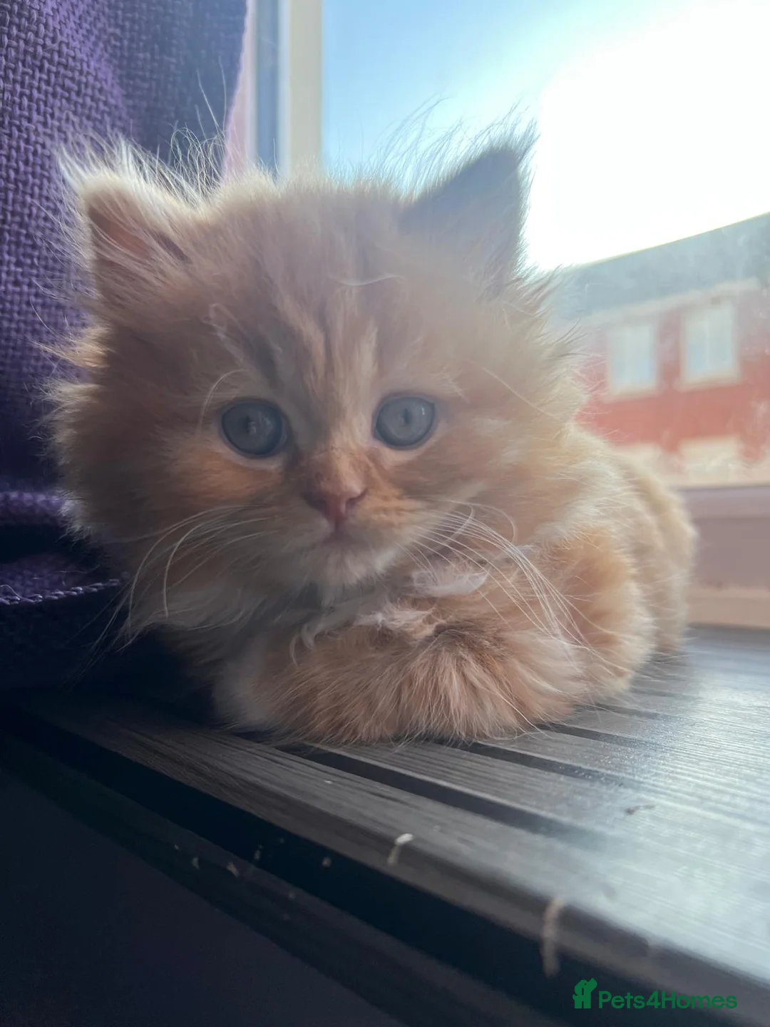 British Longhair cats for sale: 5 british long hair kittens for sale - Advert 6