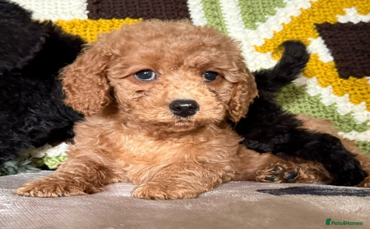 Cavapoo dogs - Advert 9