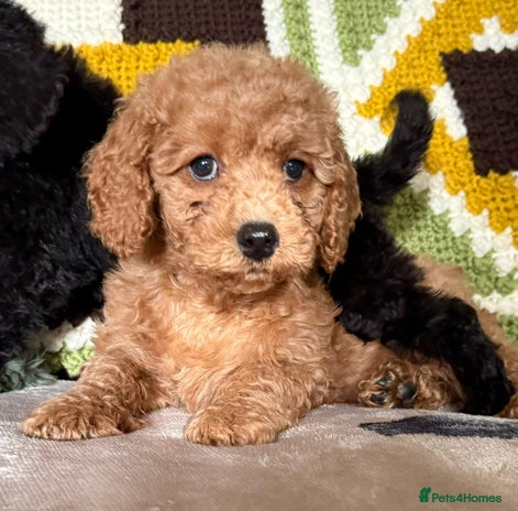 Cavapoo dogs - Advert 9