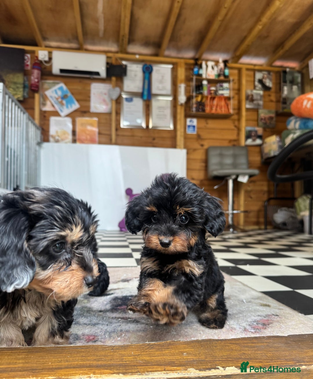 Mixed Breed dogs for sale: Daxiepoos (council licensed breeders) - Image 6