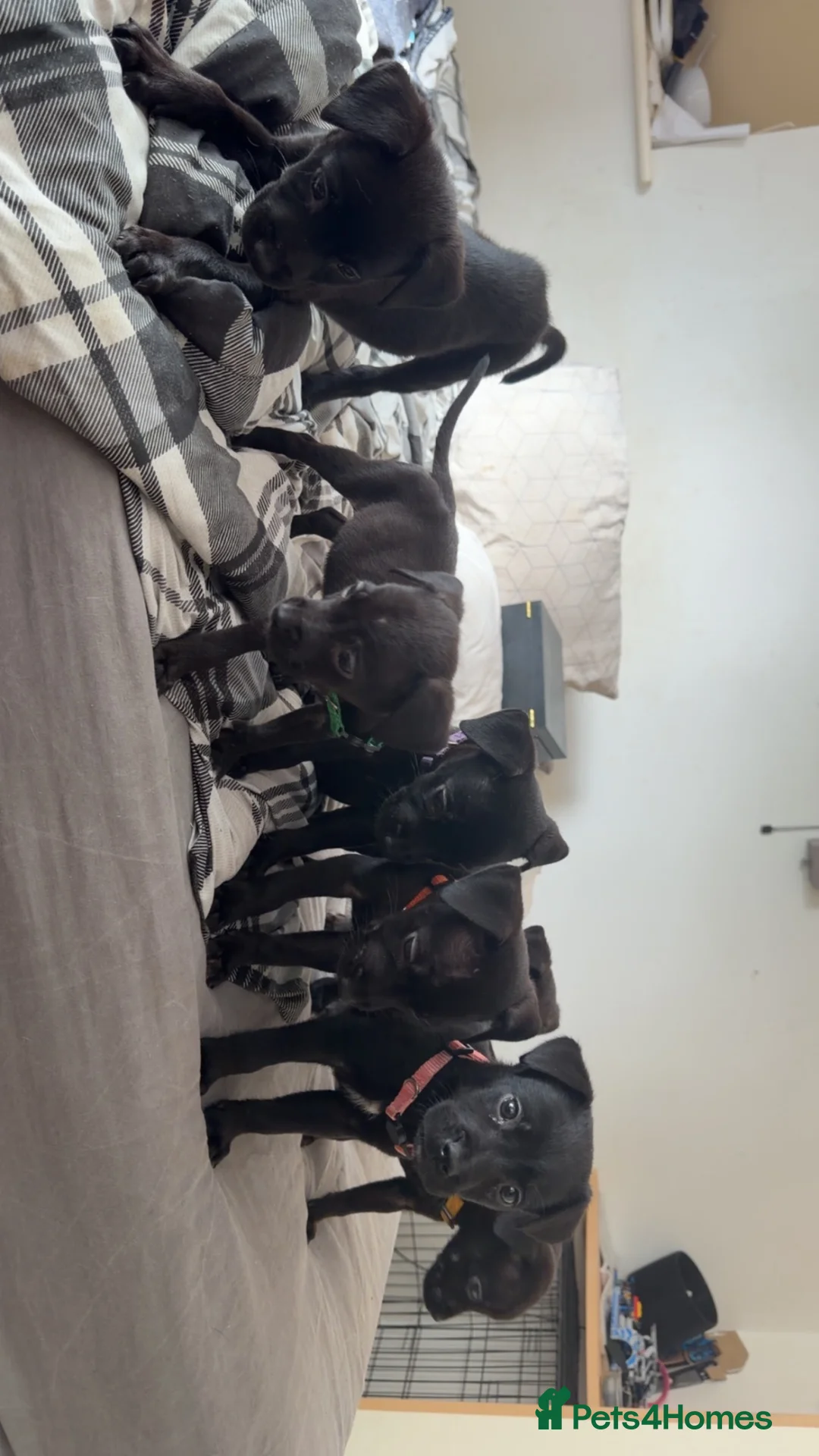 Mixed Breed dogs for sale: Labrador Akita 4 males 4 females  in Worcester - Advert 1