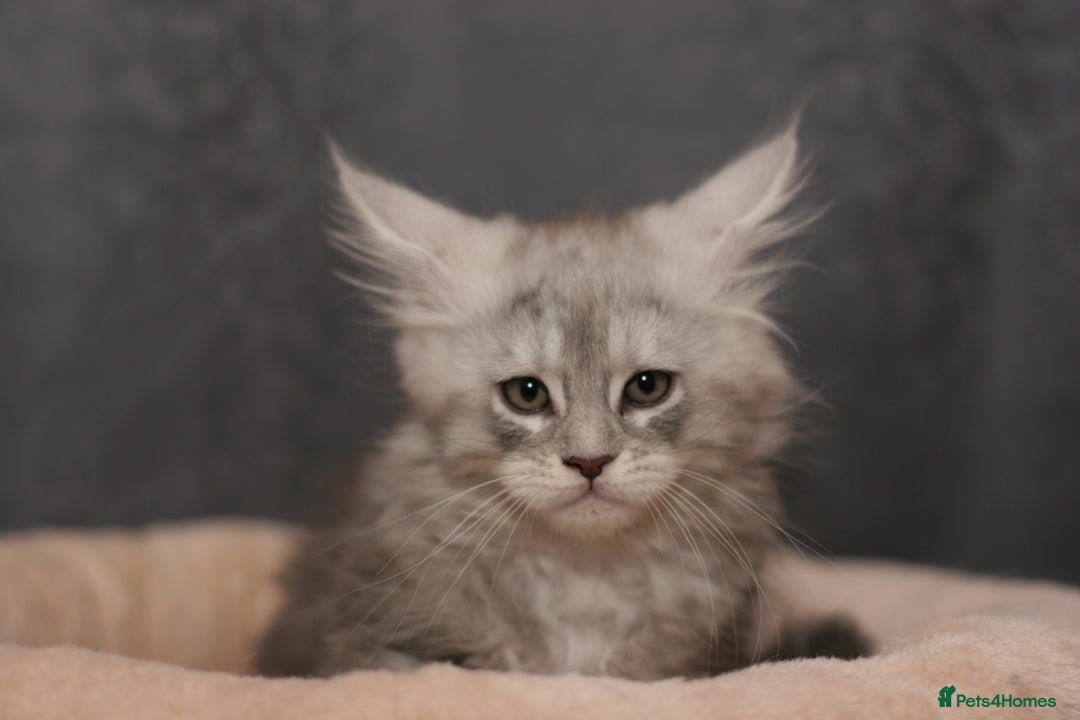 Maine Coon cats for sale: Mainecoon kittens TICA REGISTERED stunning - Advert 37