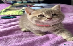 British Shorthair cats for sale: Gorgeous British Shorthair Kittens  - Image 10