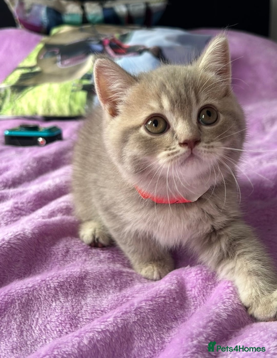 British Shorthair cats for sale: Gorgeous British Shorthair Kittens  - Image 10