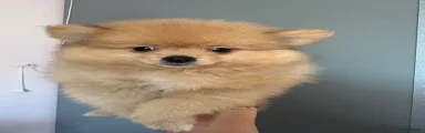 Pomeranian 2