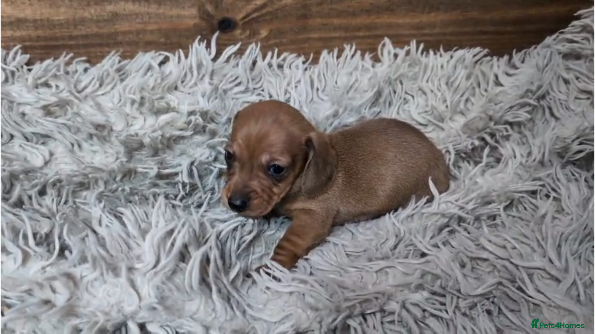Miniature Dachshund dogs Mini Dachshund Puppies KC Ready start of March 🐾 - Advert 13