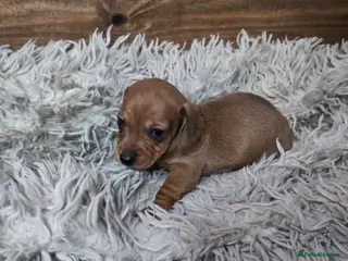 Miniature Dachshund dogs Mini Dachshund Puppies KC Ready start of March 🐾 - Advert 13