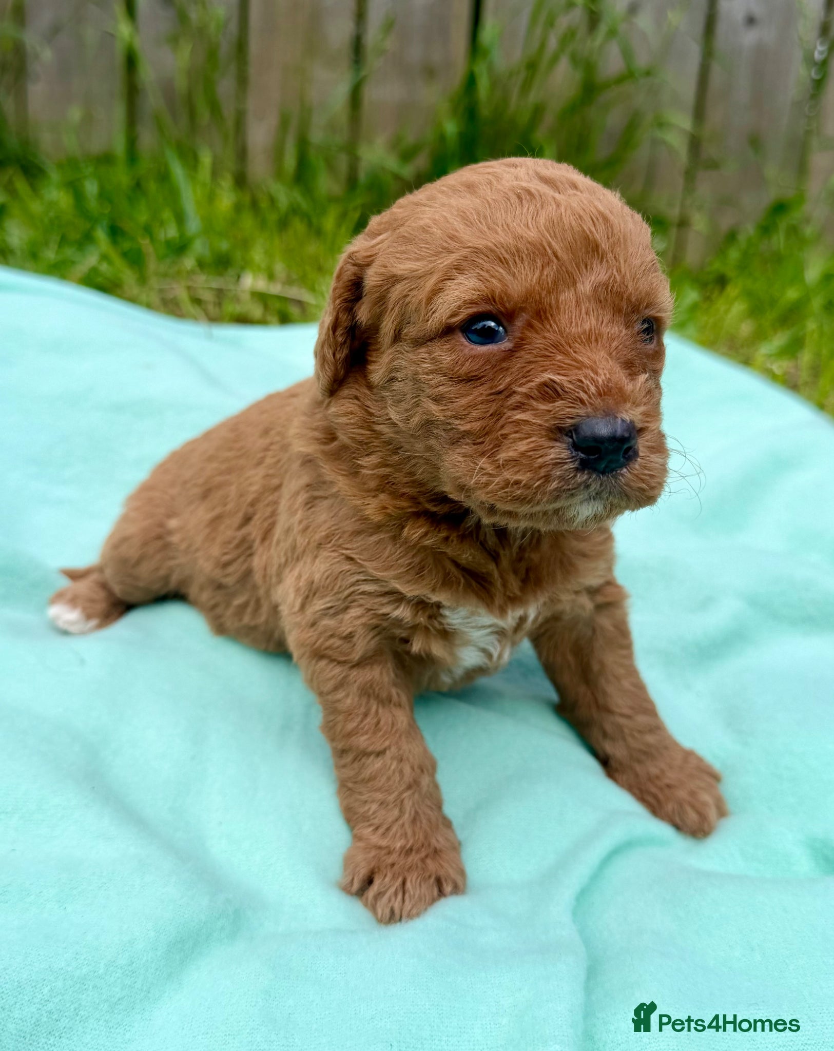 Labradoodle dogs F1 Miniature Labradoodles  - Advert 1