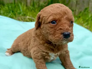 Labradoodle dogs for sale: F1 Miniature Labradoodles - Advert 3