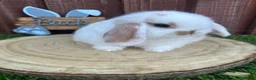 Mini Lop rabbits for sale: Beautiful purebred mini lops ready to reserve  - Advert 7
