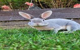 Rex rabbits for sale: Mini Rex babies ready now - Image 6