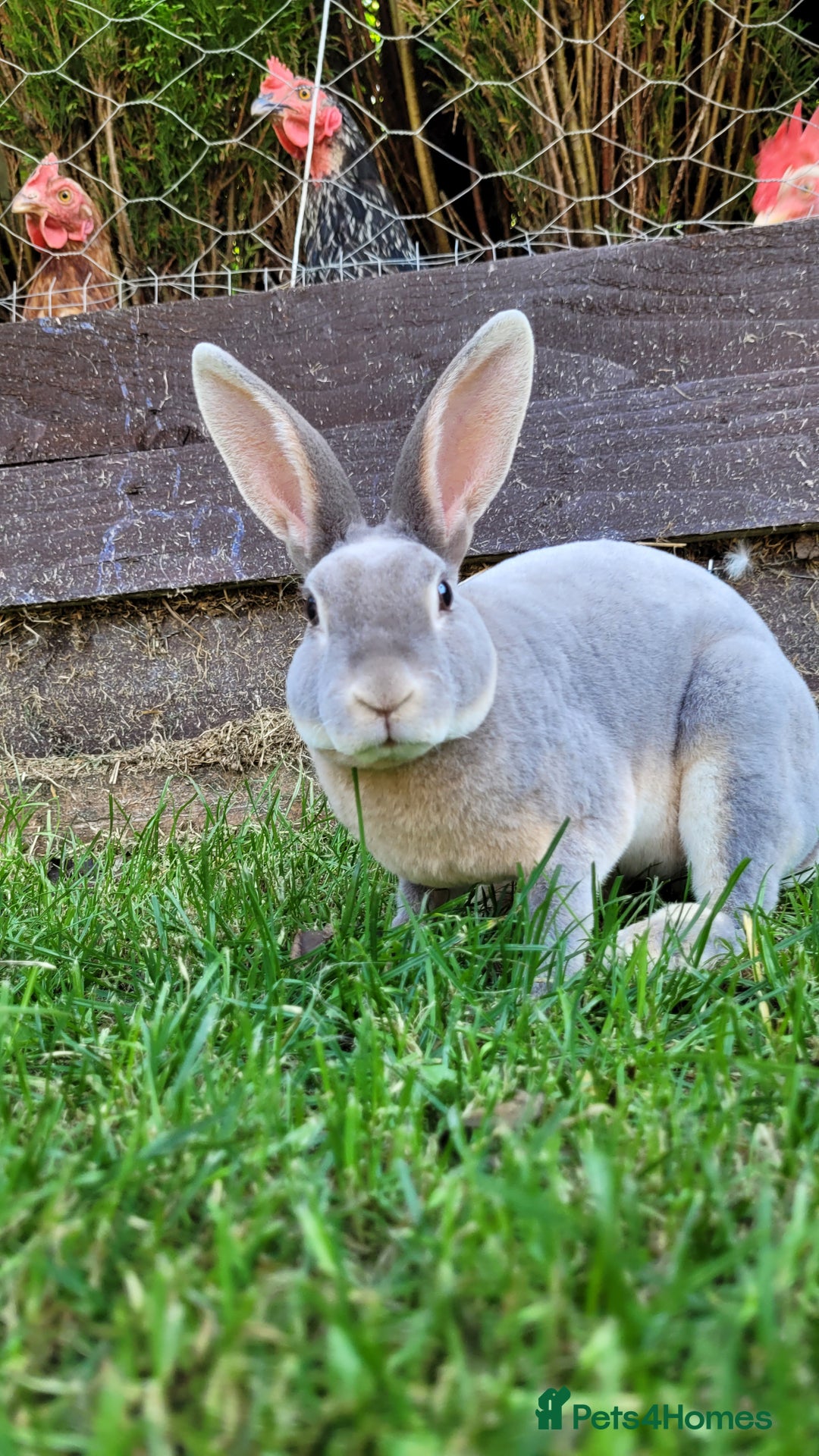 Rex rabbits for sale: Mini Rex babies ready now - Image 6