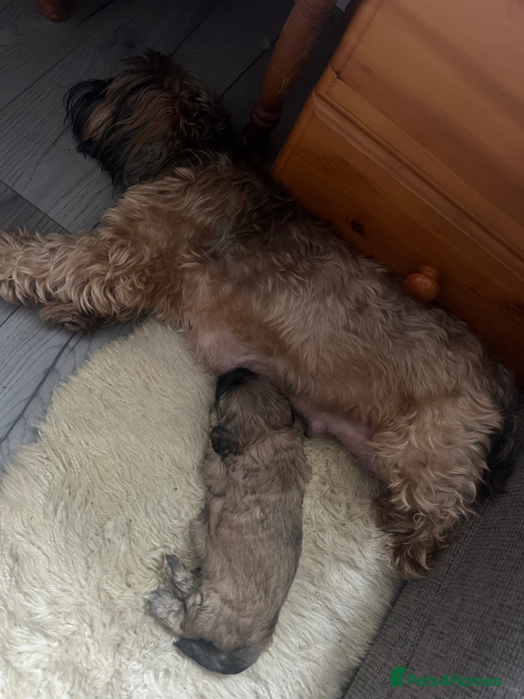 Mixed Breed dogs for sale: Two Shih tzu mix puppies for sale  - Advert 9