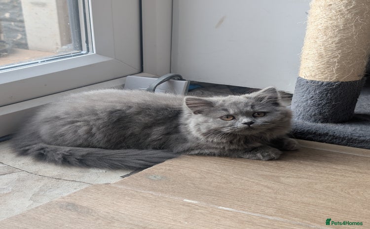 British Shorthair cats - Advert 5