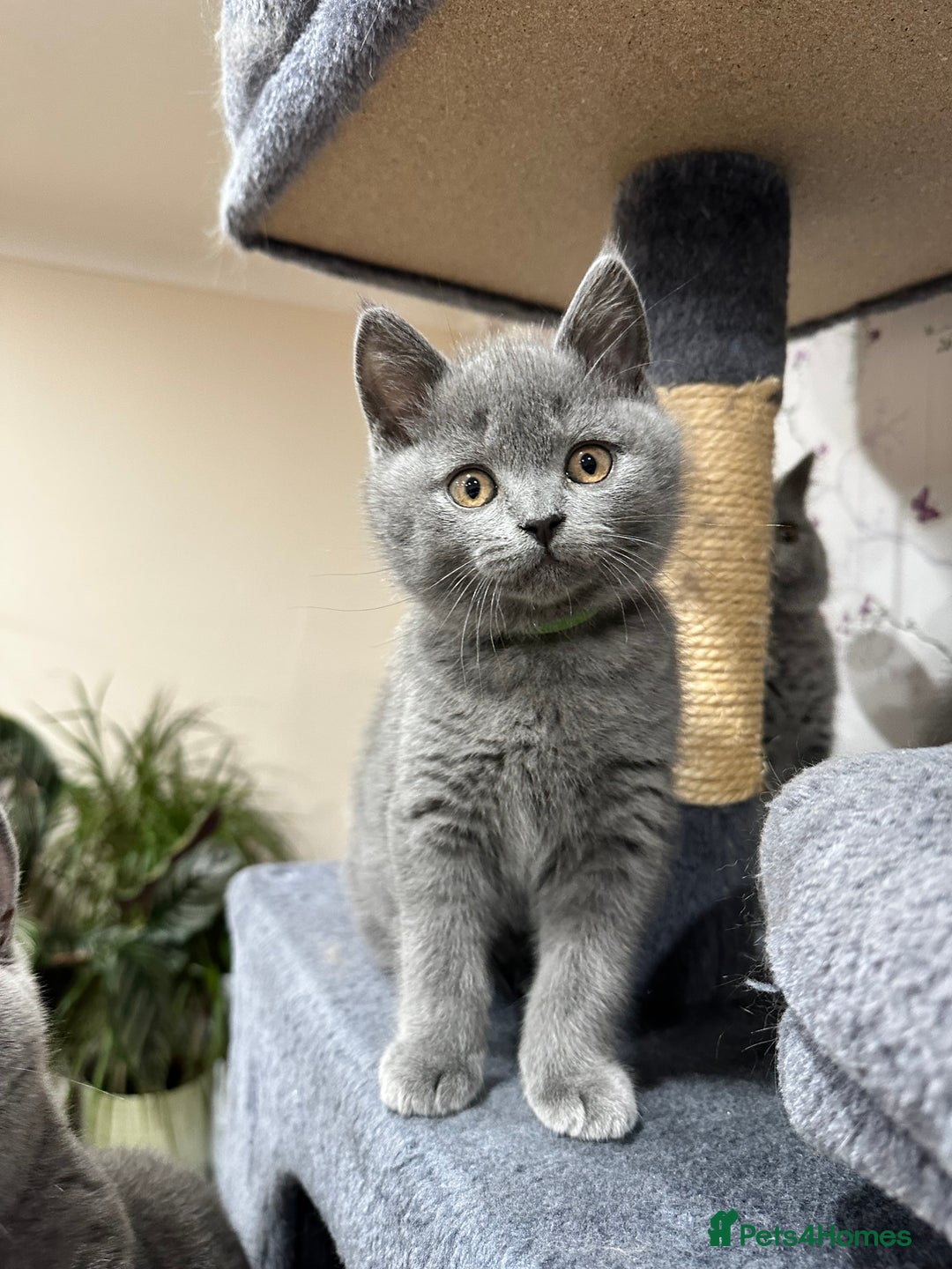 British Shorthair cats for sale: 4 Gorgeous British Blue Kittens  - Image 15