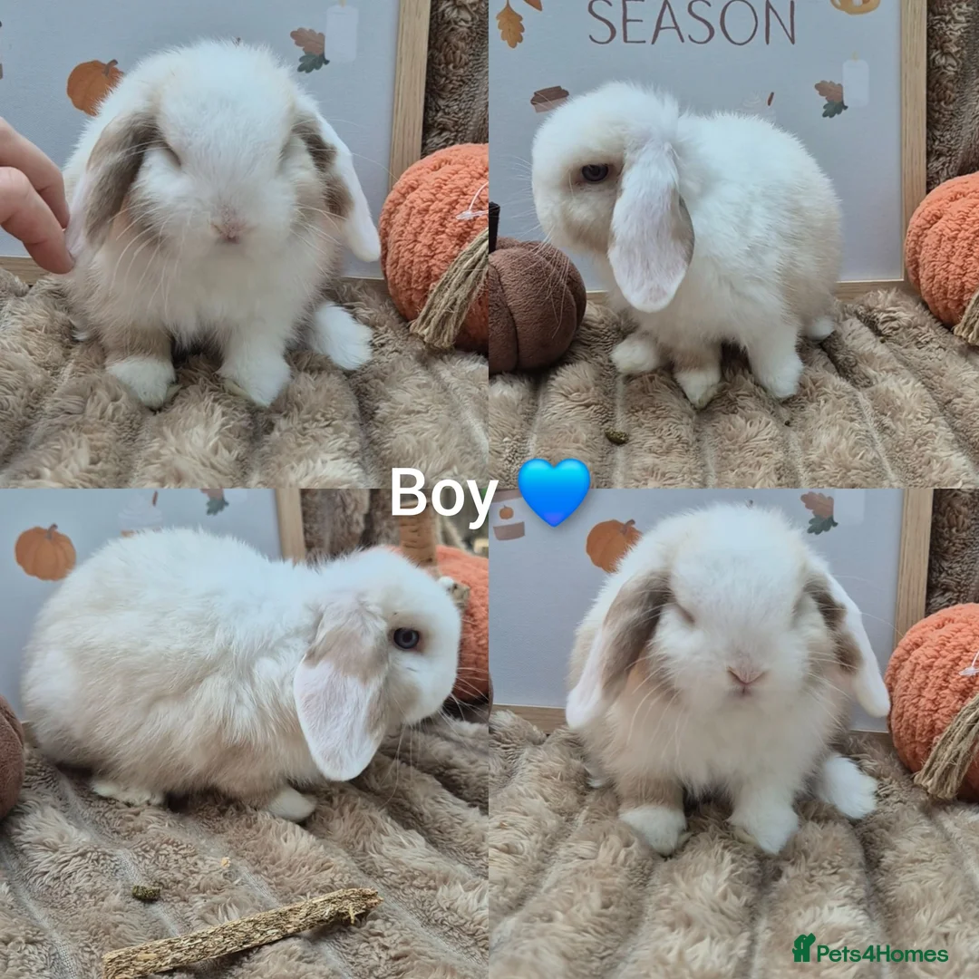 Mini Lop rabbits for sale: Mini lops - Advert 6
