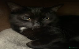Domestic Shorthair cats for sale: Inseparable Duo need loving home - Image 12