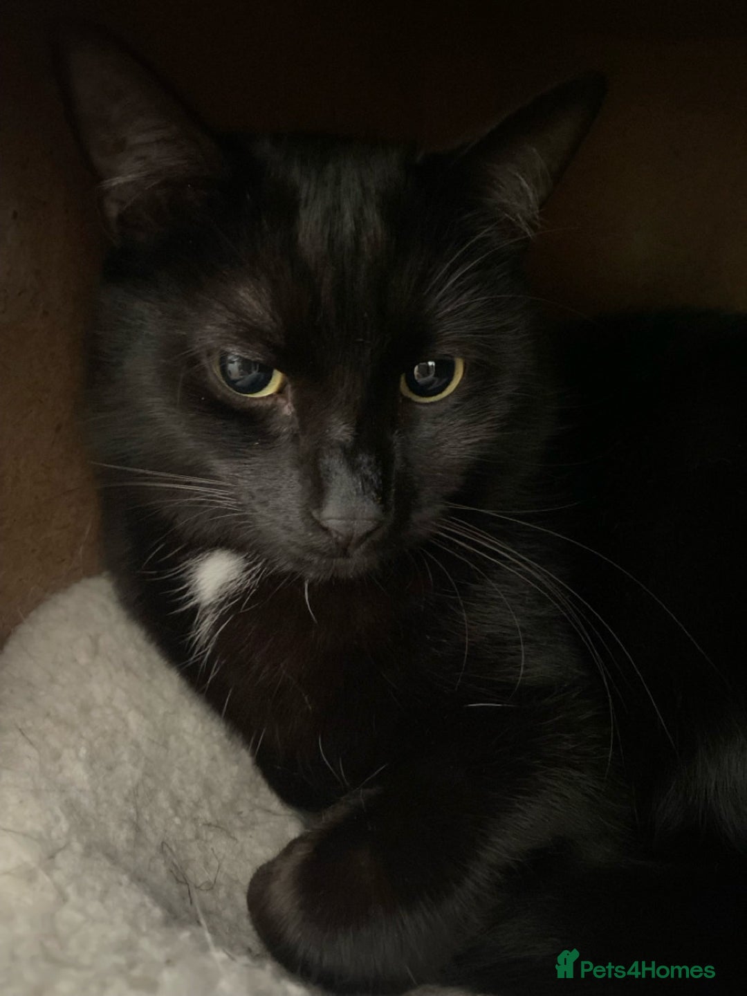 Domestic Shorthair cats for sale: Inseparable Duo need loving home - Image 12