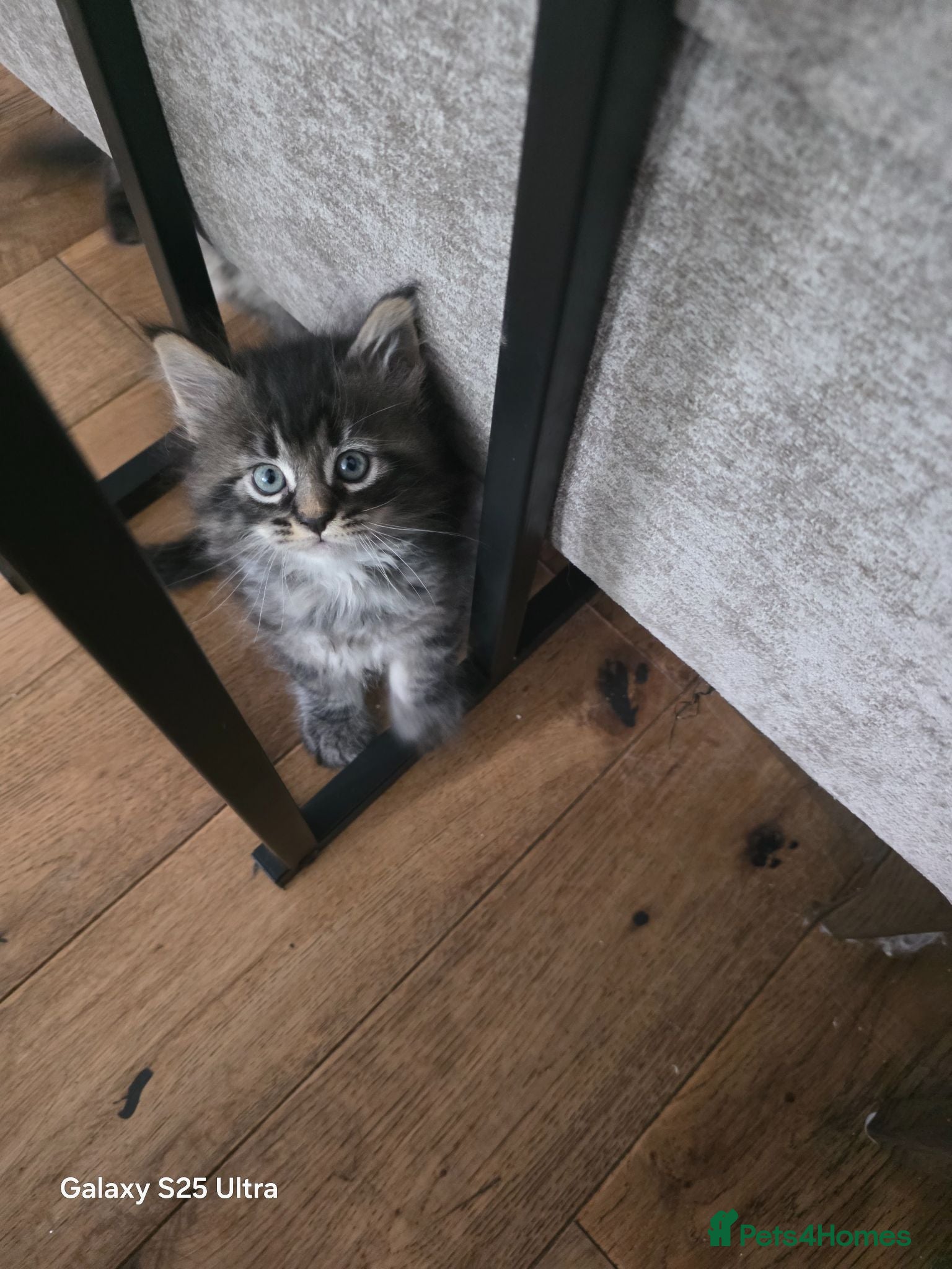Maine Coon cats Stunning maine coon. Kittens 4 boys 1 girl  - Advert 2